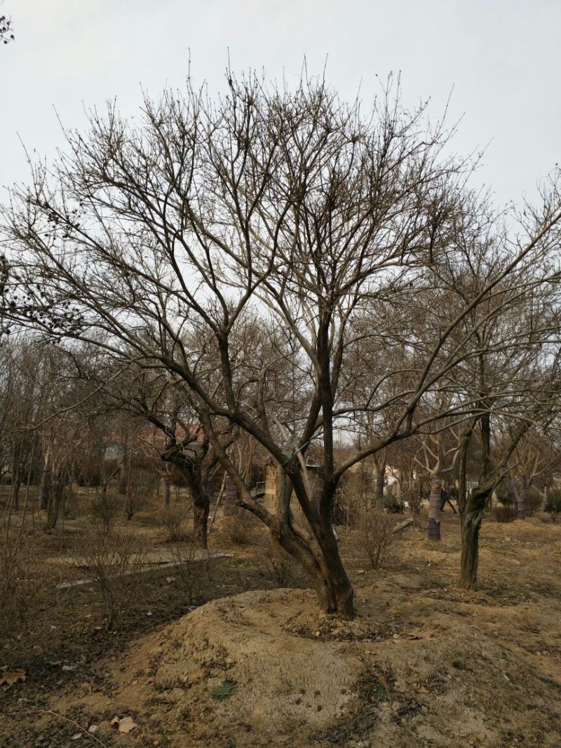 白丁香16~18cm12~14cm3.5~4米