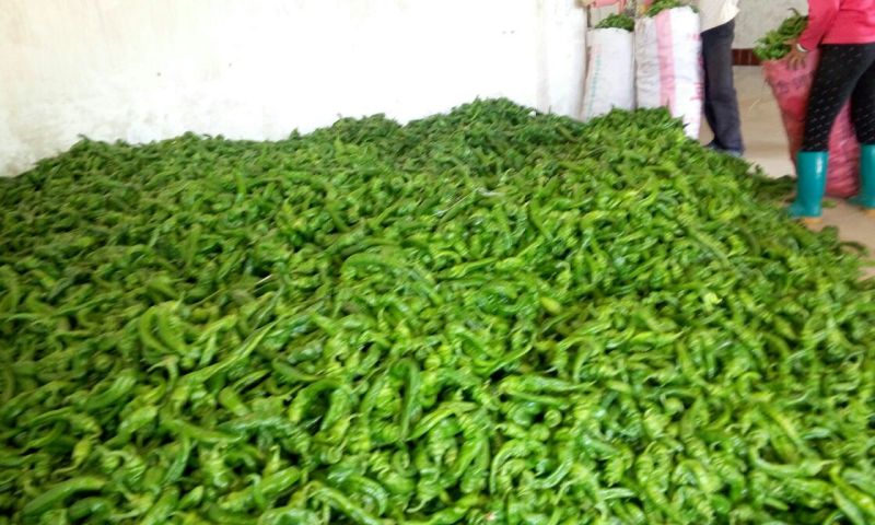 螺丝椒