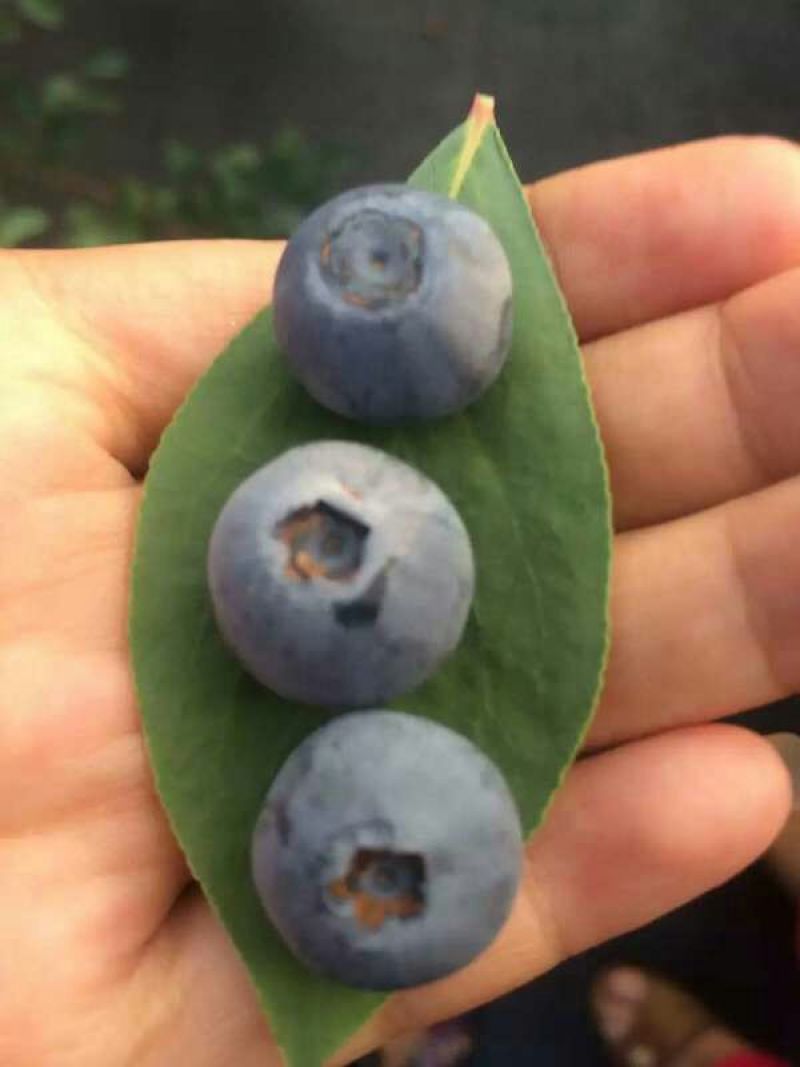 南高丛蓝莓10~12mm以上