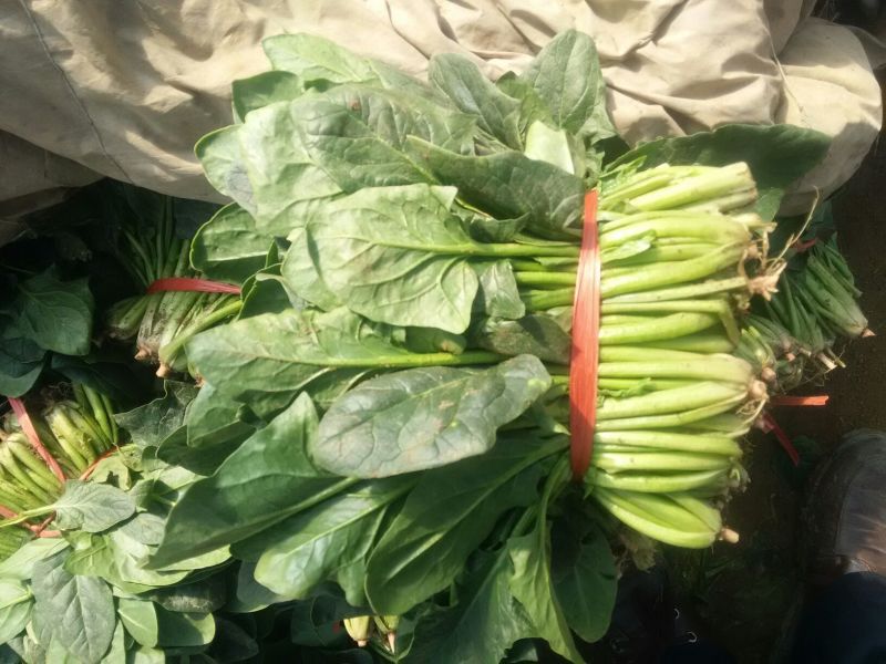 大叶菠菜25~30厘米