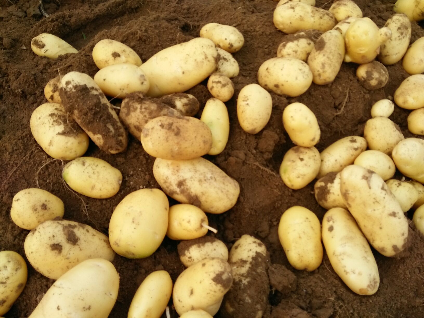 滕州蔬菜批发市场荷兰十五土豆 2两以上批发_