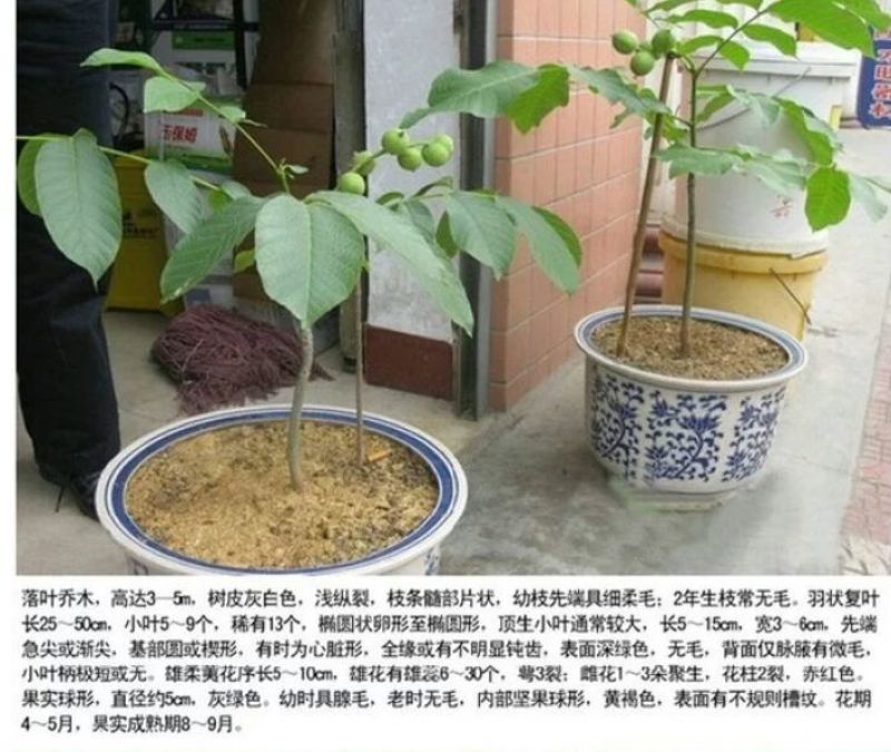 核桃苗50~100cm三年苗