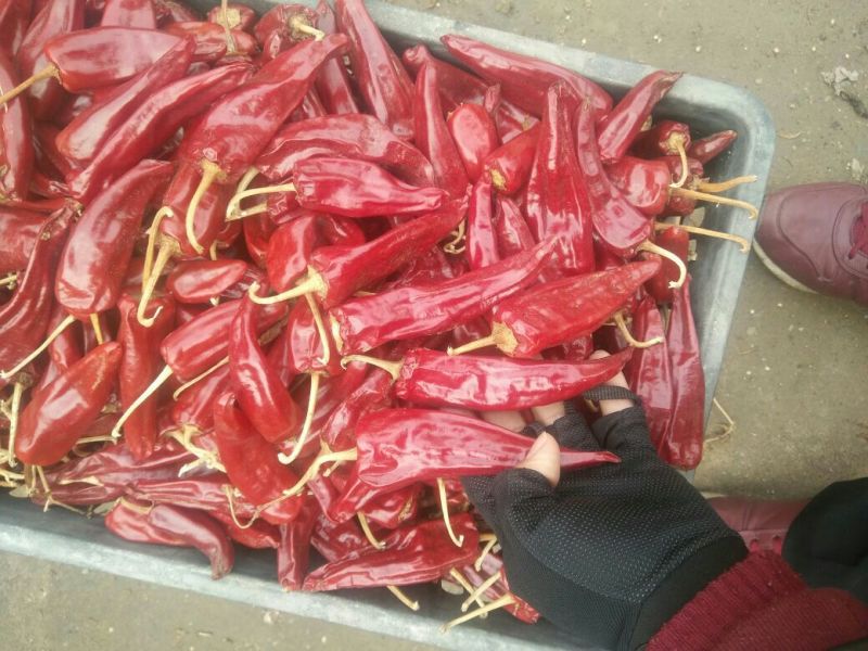 北京红干辣椒精品9成干以上