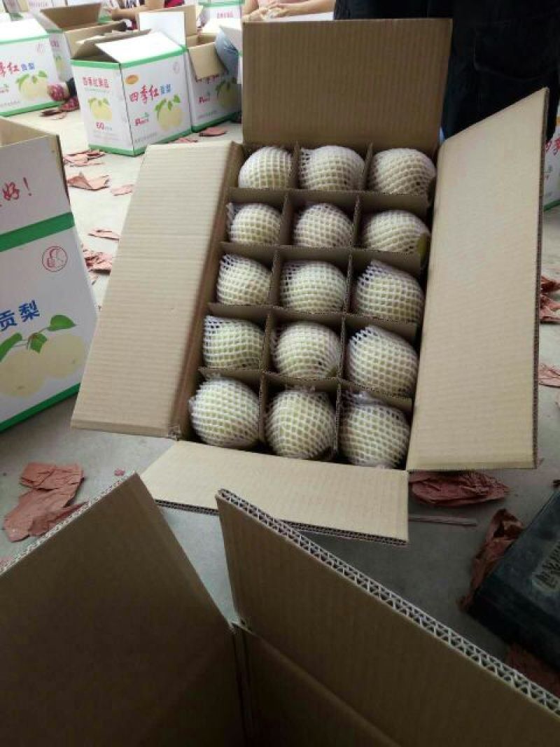 酥梨250~300g纸袋