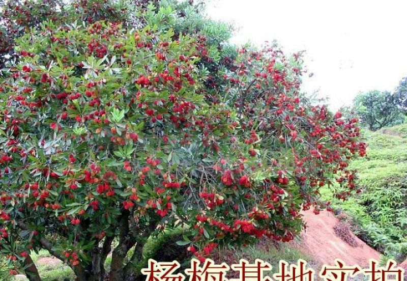 东魁杨梅苗30~50cm