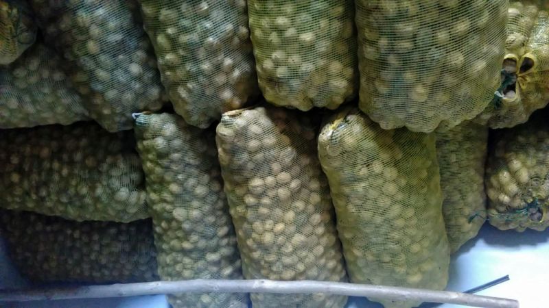 绵核桃30mm以上去皮干