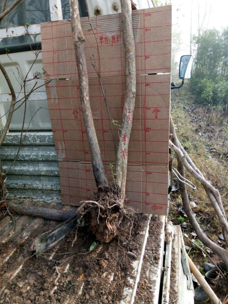 映山红5cm以下