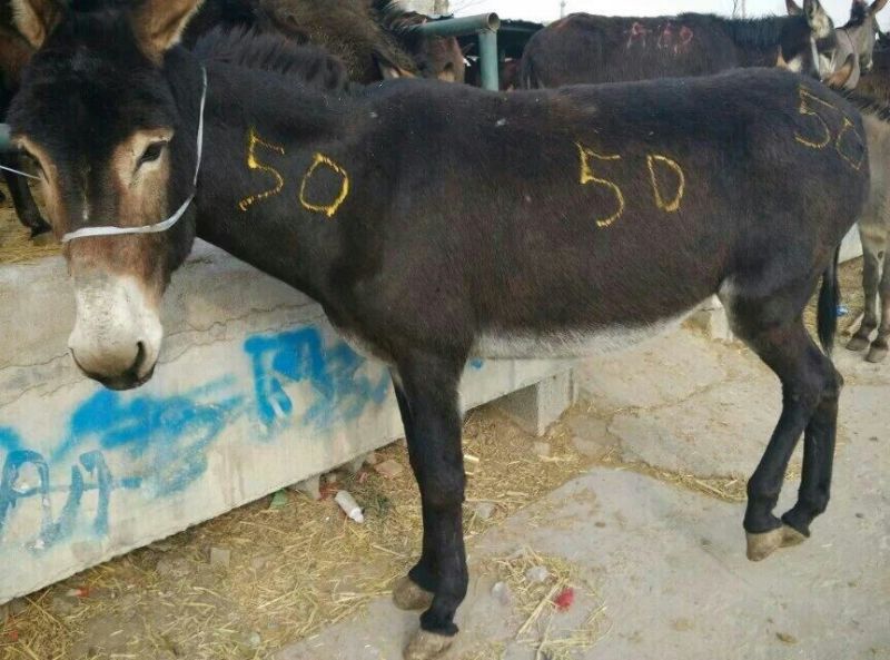 肉驴100~200斤