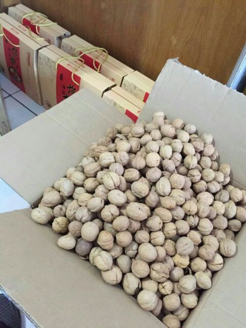 新疆核桃30mm以上去皮干