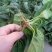 黑叶菠菜10~15厘米