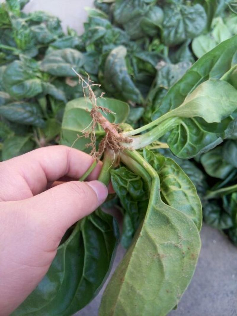 黑叶菠菜10~15厘米