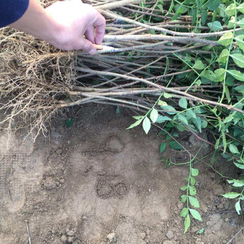 花椒苗
