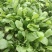 越冬菠菜15~20厘米