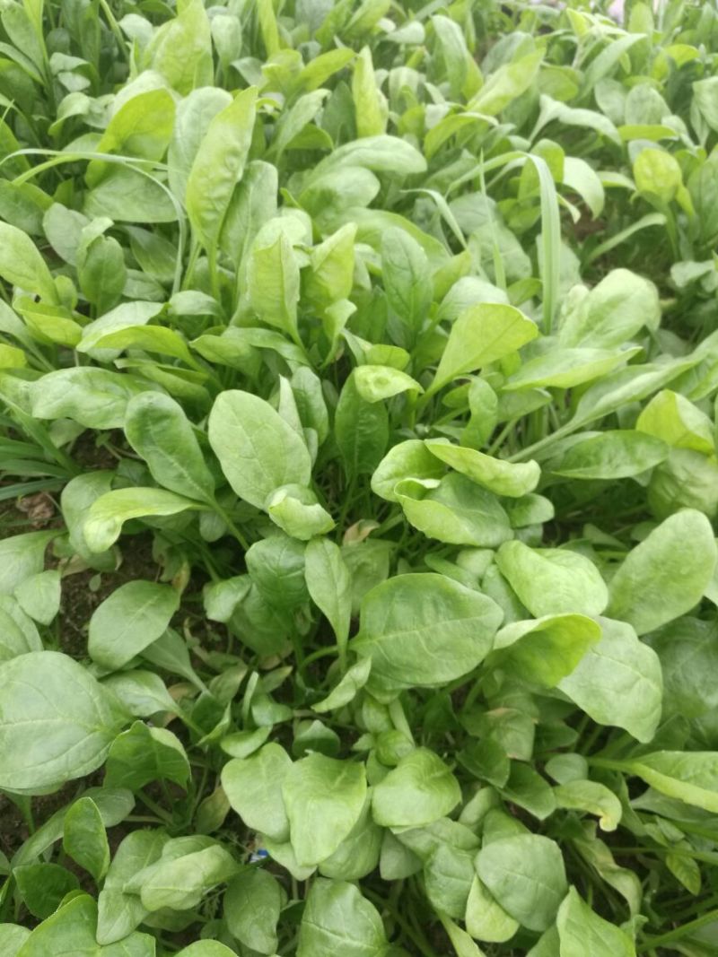 越冬菠菜15~20厘米