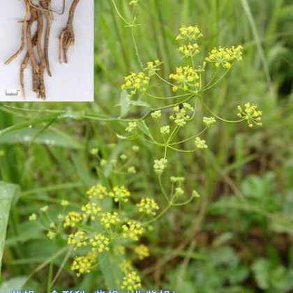 陕西榆林米脂县批发市场山银柴胡批发_冯国强