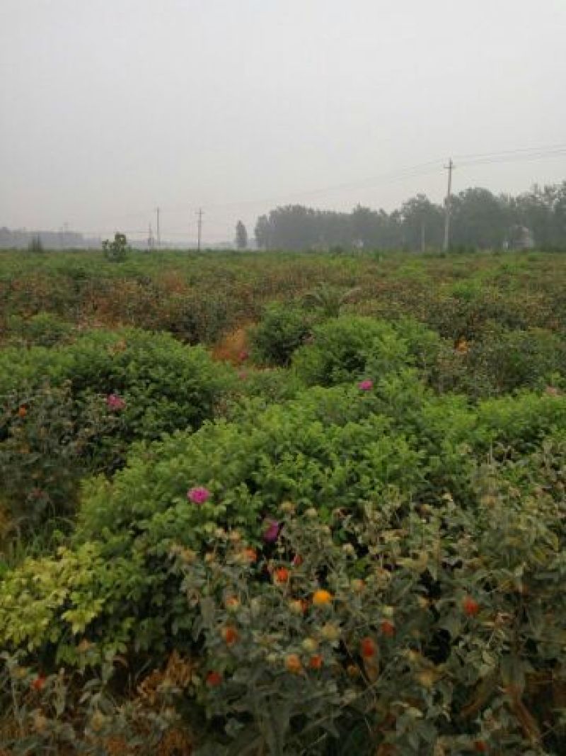 玫瑰花茶