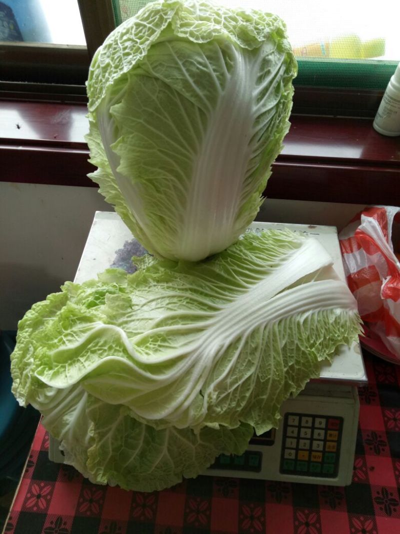 大白菜，大量现货供应，有大棚与地膜盖两种，