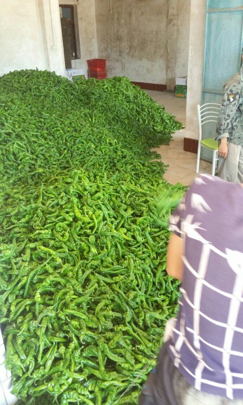 螺丝椒