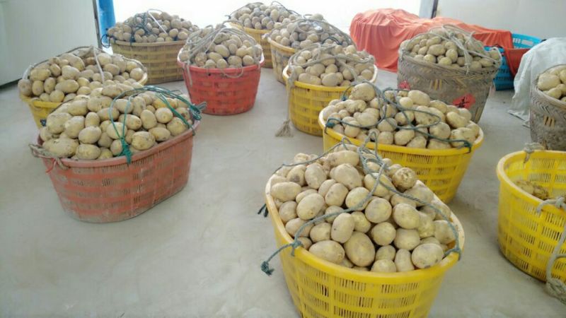 黄土地土豆🥔兴佳2号二两以上精品黄皮黄心欢迎