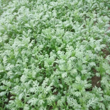 小叶茼蒿20~25cm
