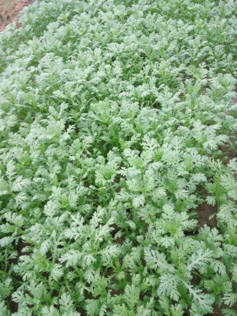 小叶茼蒿20~25cm