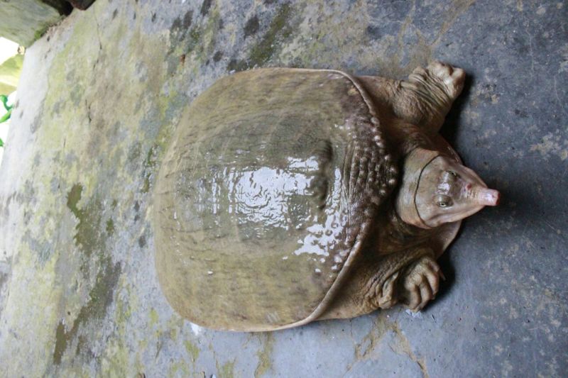 山瑞鳖5斤以上