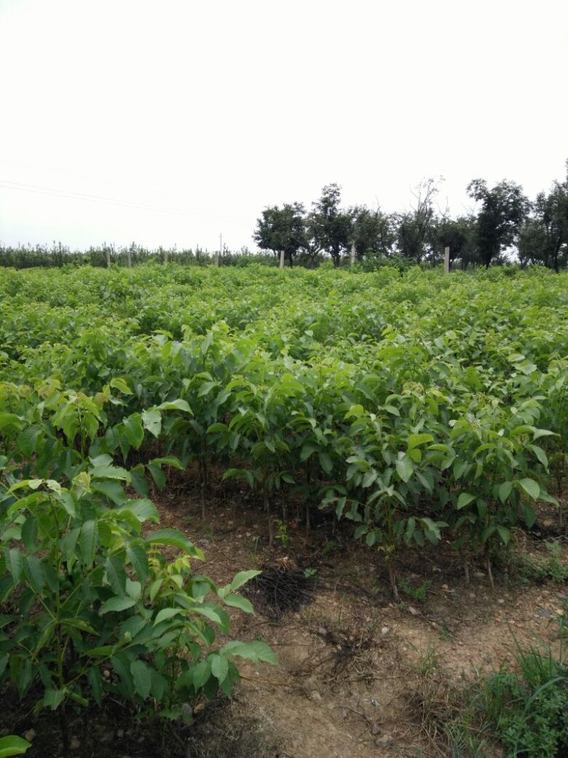 薄壳香核桃苗100~150cm二年苗