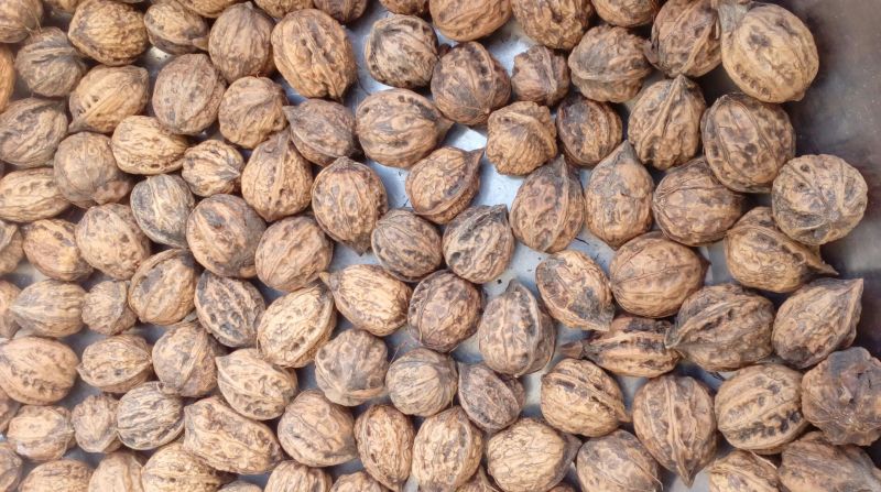 秋子核桃25mm以下去皮干