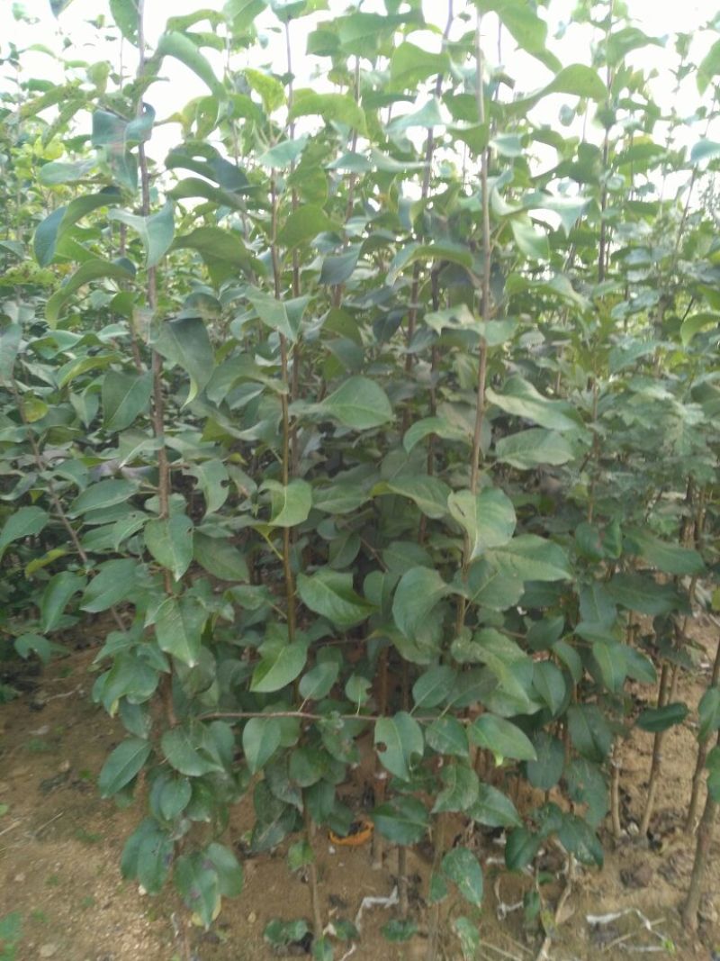 黄金梨树苗梨树苗品种纯规格齐全0.7-5