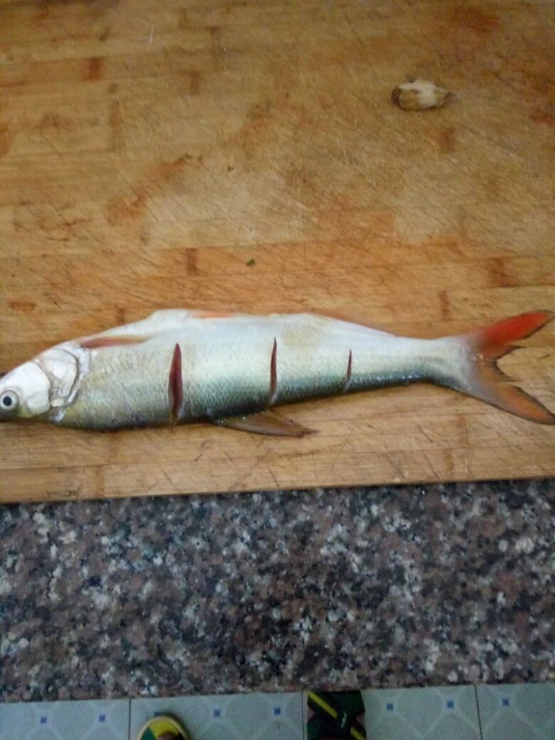 河虾活虾26~30只/kg