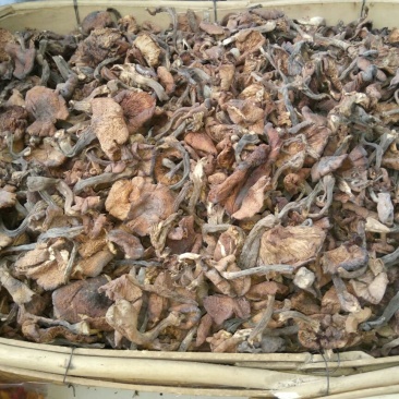 树秋菌一级