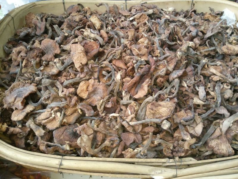 树秋菌一级
