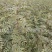 花椒苗0.5~1年，大红袍花椒苗，嫁接花椒苗。