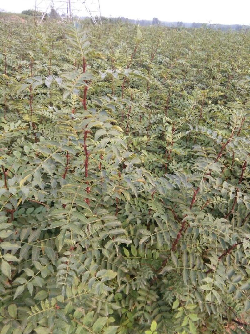 花椒苗0.5~1年，大红袍花椒苗，嫁接花椒苗。