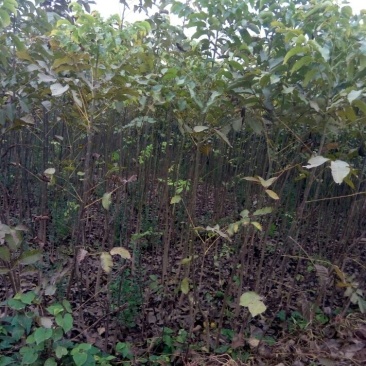核桃苗二年苗100~150cm