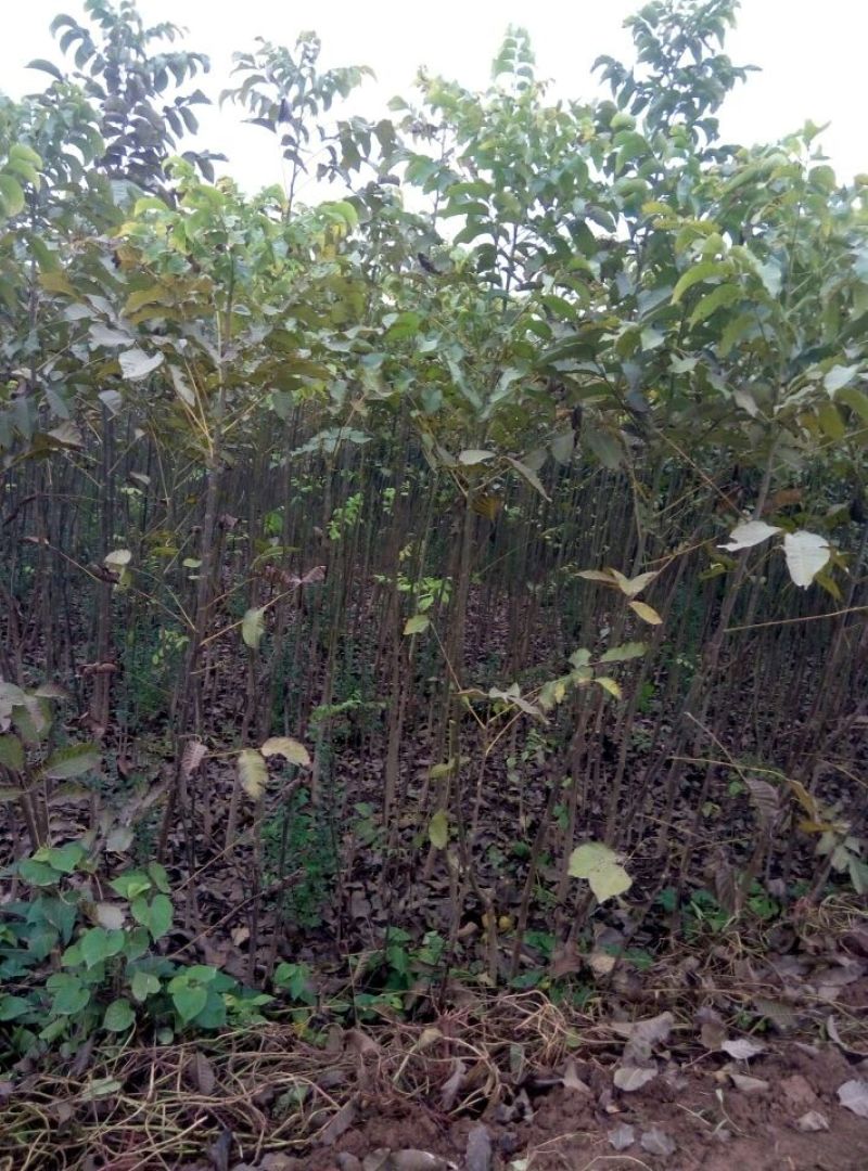 核桃苗二年苗100~150cm