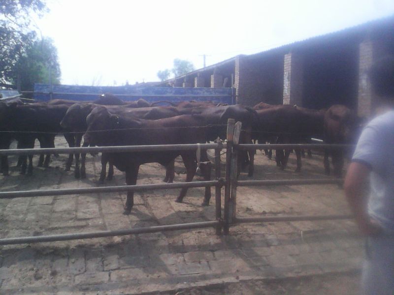 西门塔尔牛犊100~200kg