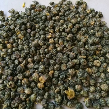 白菊花茶胎菊