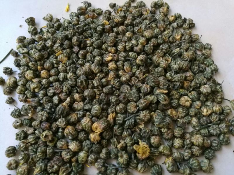 白菊花茶胎菊