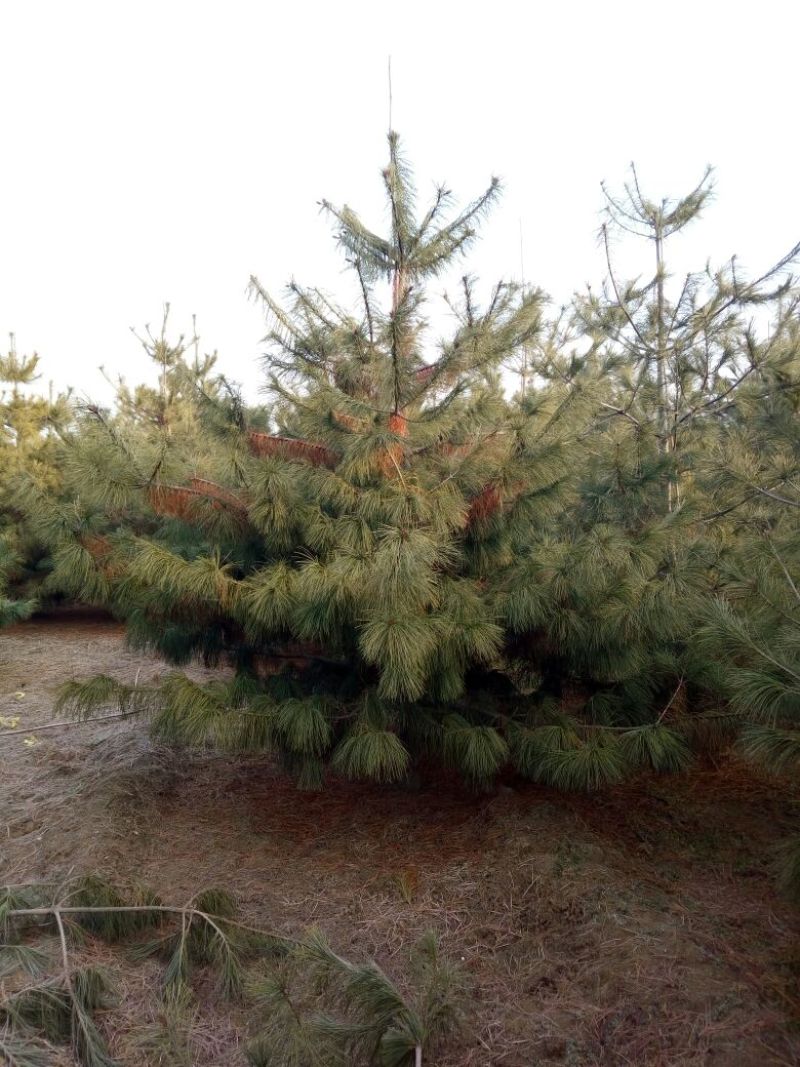 华山松2~2.5m，3-3.5米华山松价格，4-4.5