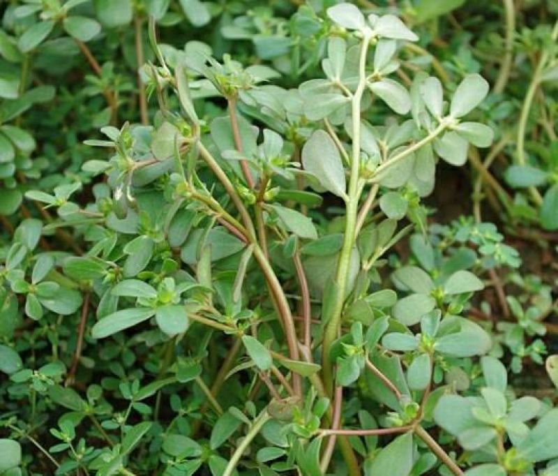 正宗野生食用马齿苋种子马芷苋籽太阳花野菜阳台田园盆栽蔬菜