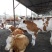 西门塔尔牛犊100~200kg
