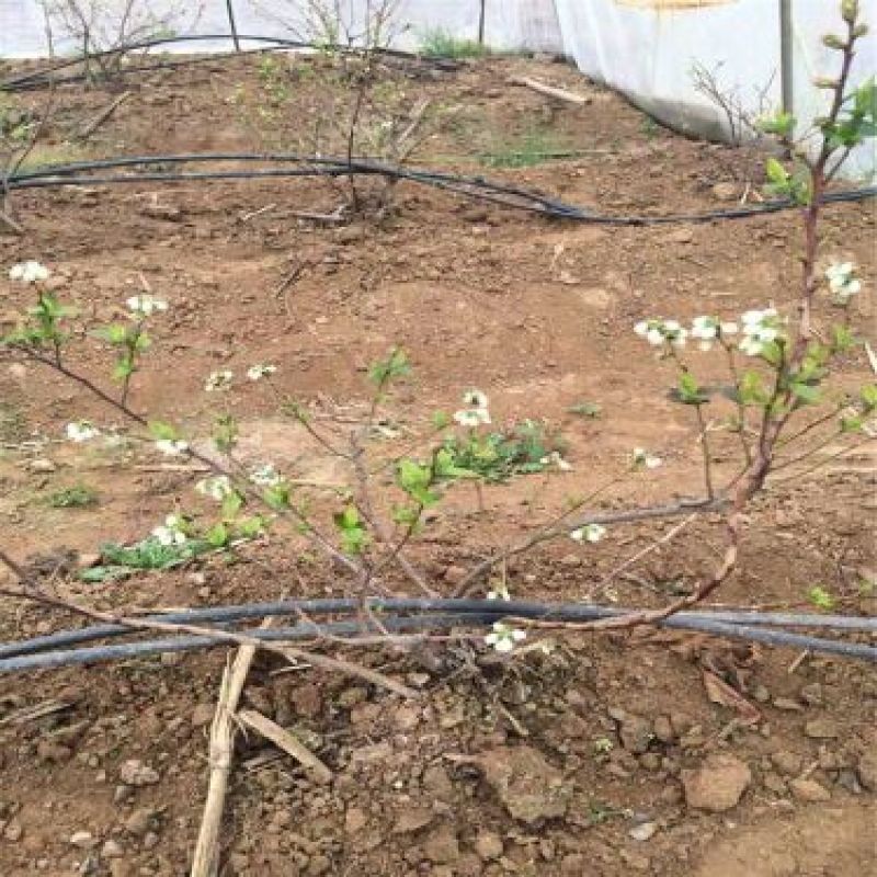 蓝莓苗1~2年80~100cm
