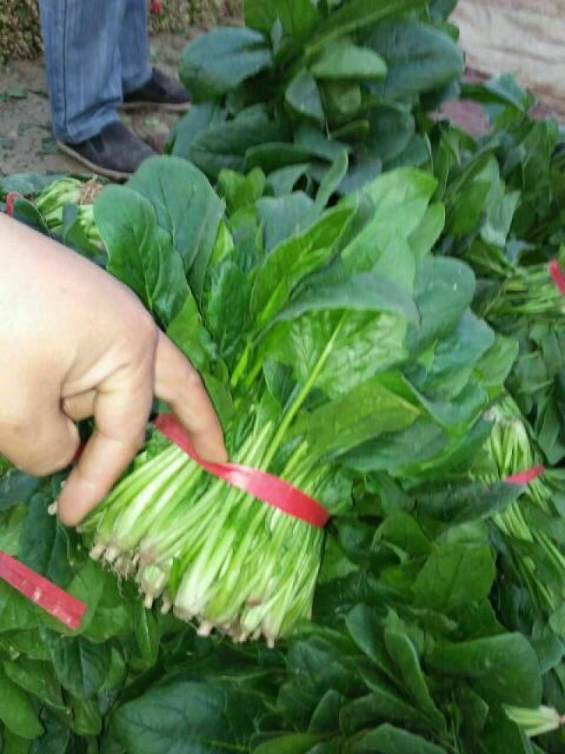 菠菜15~20厘米