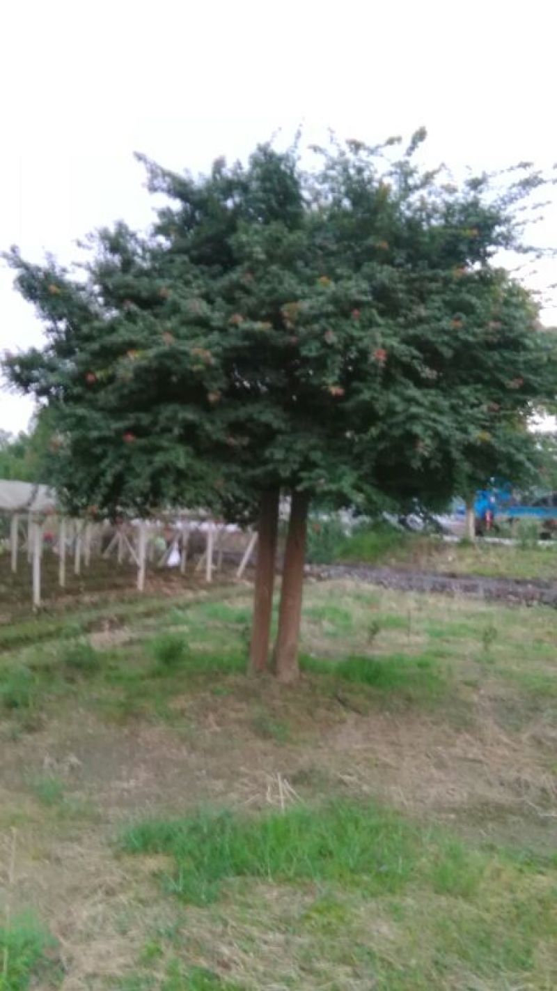 红枫古桩5~10cm