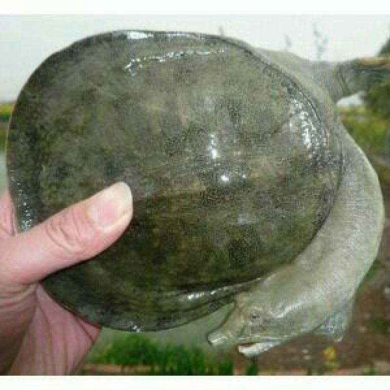 野生甲鱼