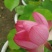 荷花40~50cm