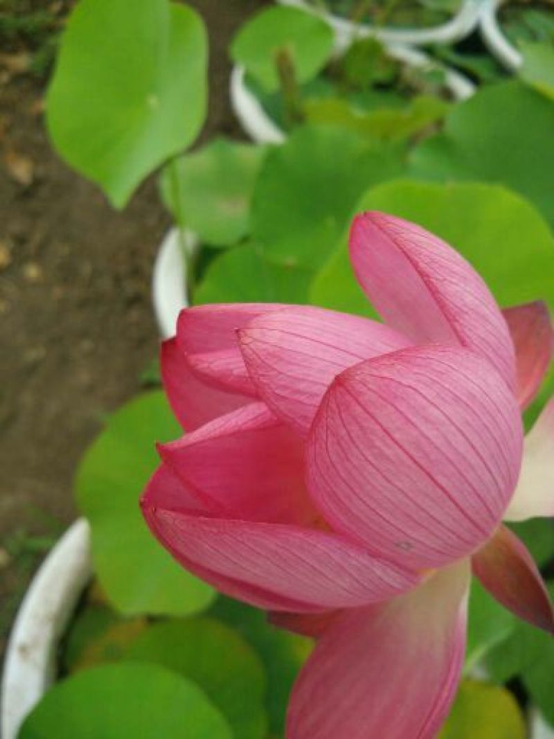 荷花40~50cm