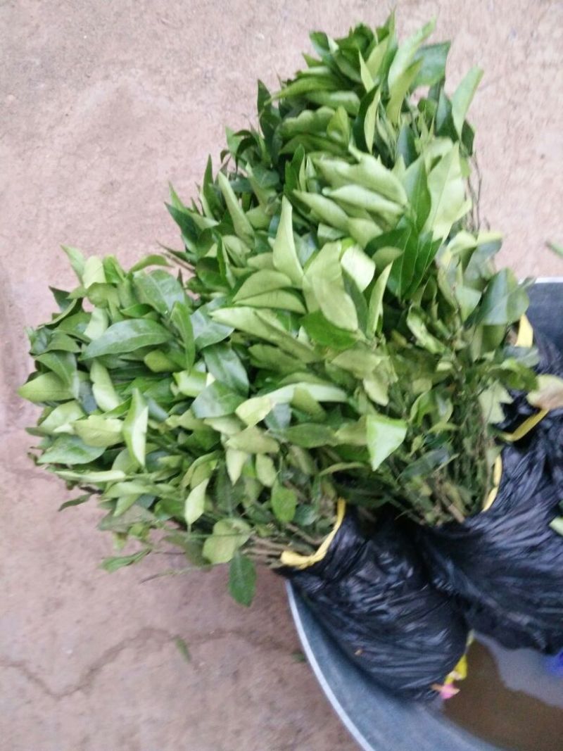 沃柑苗