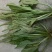 车前草
